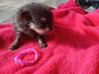 Casey-ckc girl, a female Pomeranian for sale in Uvalda, GA – 4 of 5