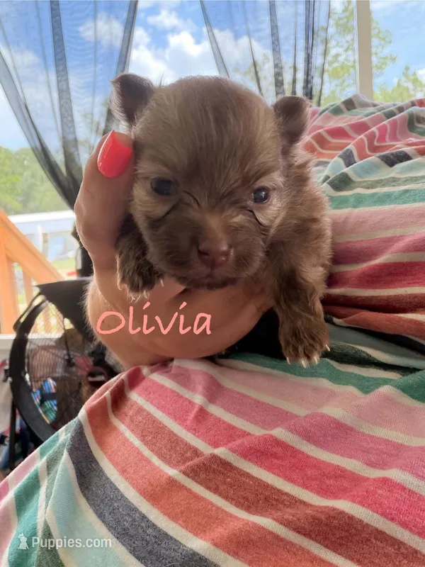 Olivia-ckc girl – Pomeranian puppy for sale in Uvalda, GA