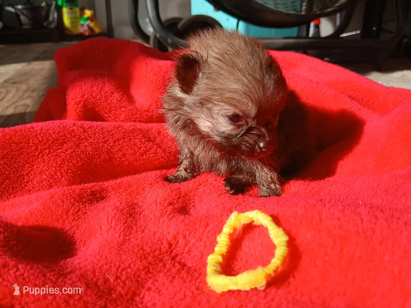 Munch-ckc boy – Pomeranian puppy for sale in Uvalda, GA