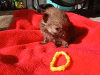 Munch-ckc boy, a male Pomeranian for sale in Uvalda, GA – 1 of 4
