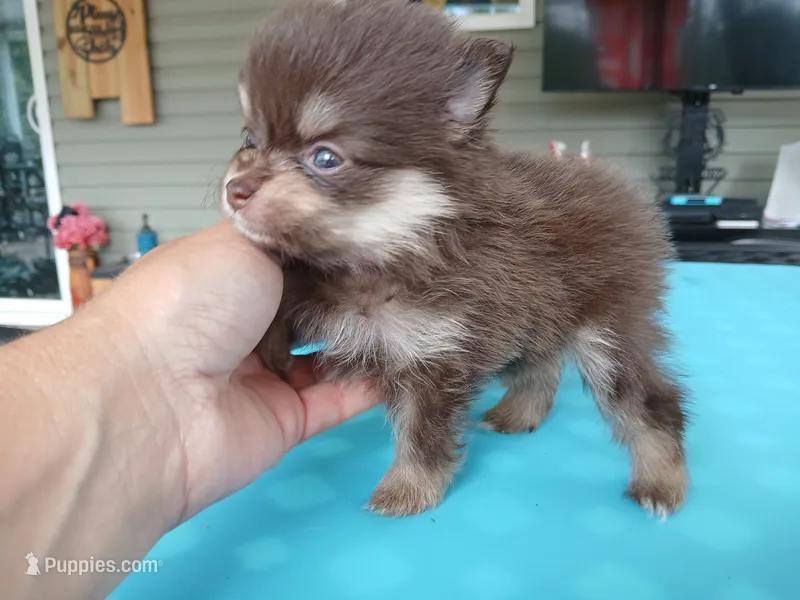 Casey-CKC girl – Pomeranian puppy for sale in Uvalda, GA