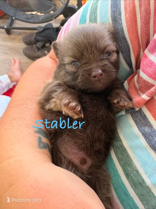 Stabler - ckc boy – Pomeranian puppy for sale in Uvalda, GA