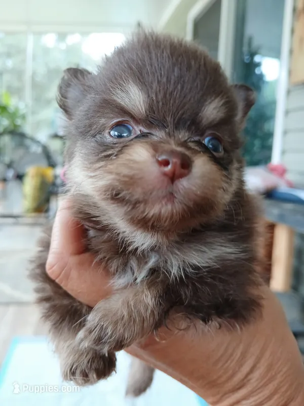 Casey-ckc girl – Pomeranian puppy for sale in Uvalda, GA