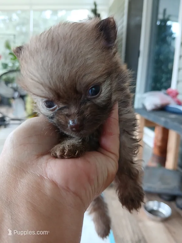 Munch-ckc boy – Pomeranian puppy for sale in Uvalda, GA