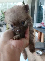 Munch-Tiny CKC boy, a male Pomeranian for sale in Uvalda, GA – 1 of 10