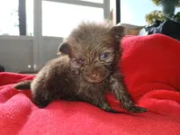 Stabler - ckc boy, a male Pomeranian for sale in Uvalda, GA – 5 of 5