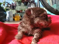 Finn-ckc boy , a male Pomeranian for sale in Uvalda, GA – 3 of 4