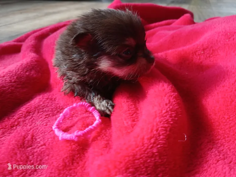 Casey-ckc girl – Pomeranian puppy for sale in Uvalda, GA
