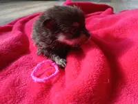 Casey-ckc girl, a female Pomeranian for sale in Uvalda, GA – 1 of 5
