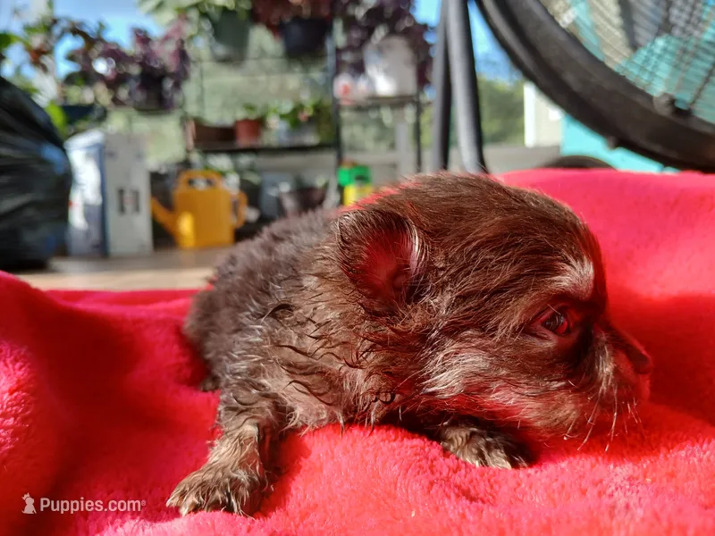 Finn-ckc boy  – Pomeranian puppy for sale in Uvalda, GA