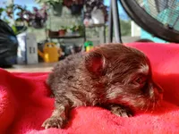 Finn-ckc boy , a male Pomeranian for sale in Uvalda, GA – 1 of 4