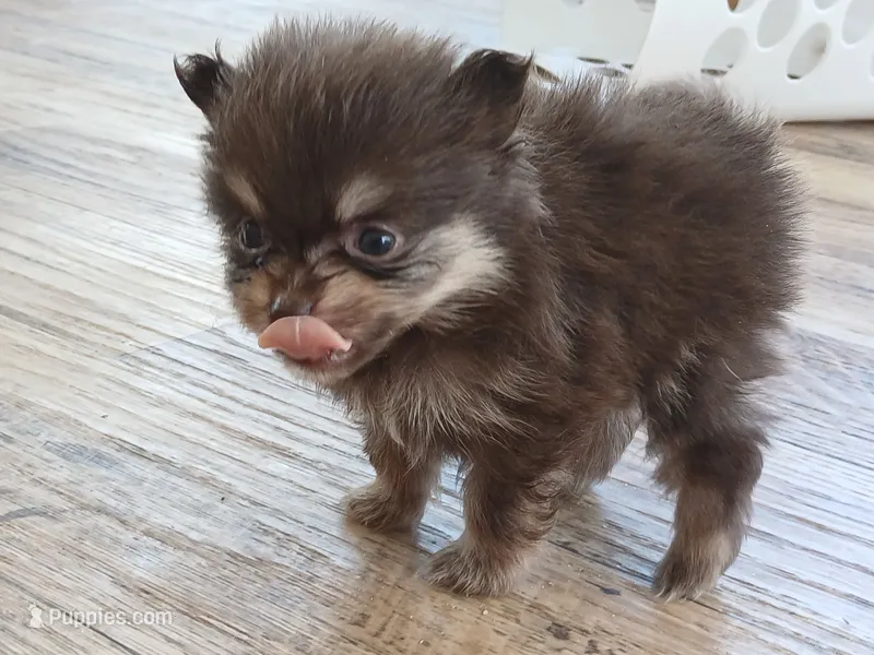 Finn-ckc boy – Pomeranian puppy for sale in Uvalda, GA
