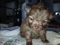 Olivia-ckc girl, a female Pomeranian for sale in Uvalda, GA – 4 of 5