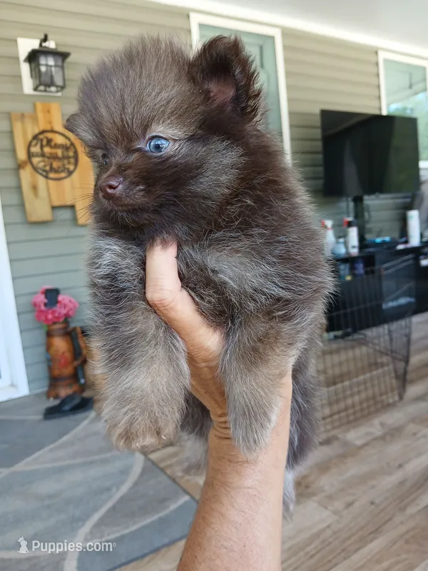Stabler - ckc boy – Pomeranian puppy for sale in Uvalda, GA