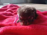 Casey-ckc girl, a female Pomeranian for sale in Uvalda, GA – 3 of 5