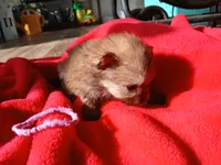 Amanda- ckc girl, a female Pomeranian for sale in Uvalda, GA – 3 of 4