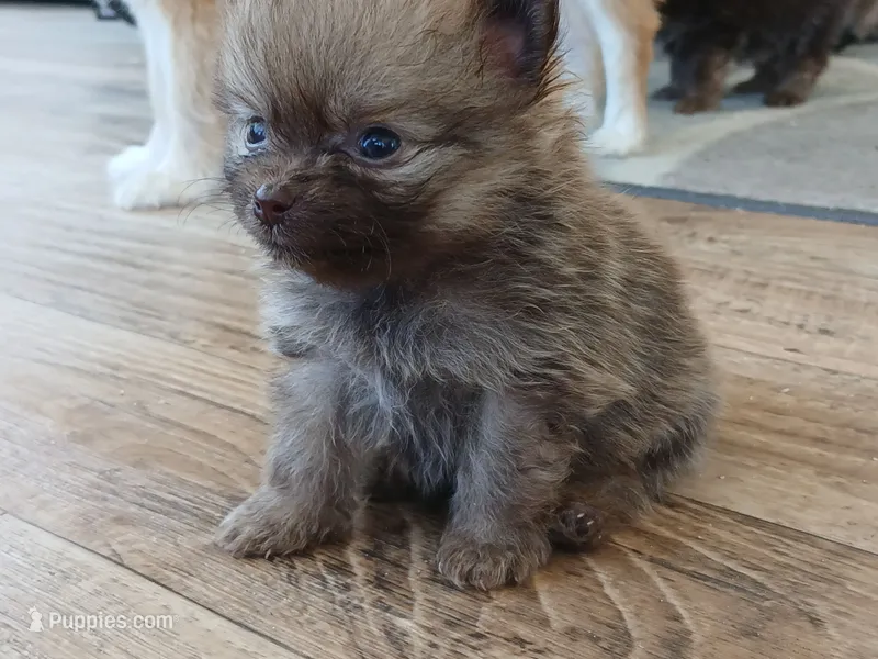 Munch-Tiny CKC boy – Pomeranian puppy for sale in Uvalda, GA