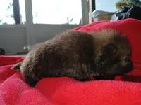 Stabler - ckc boy, a male Pomeranian for sale in Uvalda, GA – 4 of 5