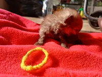 Munch-ckc boy, a male Pomeranian for sale in Uvalda, GA – 3 of 4