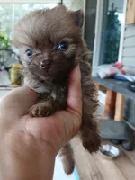 Munch-Tiny CKC boy, a male Pomeranian for sale in Uvalda, GA – 3 of 10