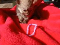 Amanda- ckc girl, a female Pomeranian for sale in Uvalda, GA – 2 of 4