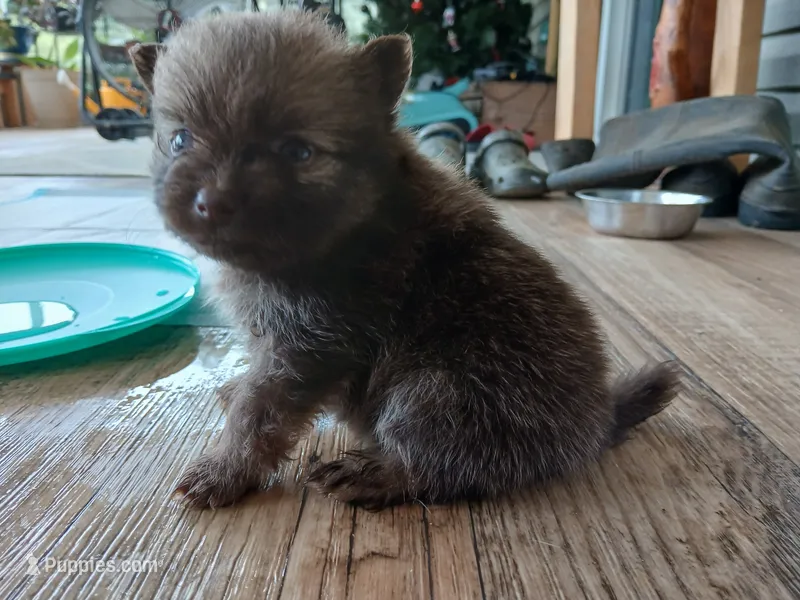 Stabler - ckc boy – Pomeranian puppy for sale in Uvalda, GA