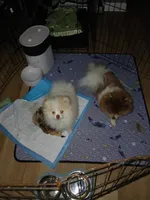 Stetson AKC boy, a male Pomeranian for sale in Uvalda, GA – Photo 5 of 5