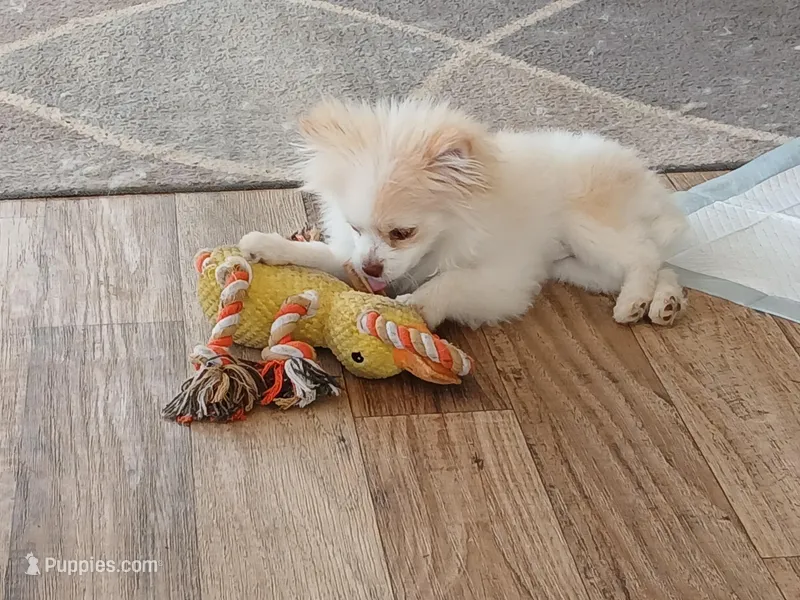 Stetson AKC boy – Pomeranian puppy for sale in Uvalda, GA