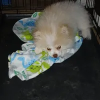 Stetson AKC boy, a male Pomeranian for sale in Uvalda, GA – Photo 4 of 6