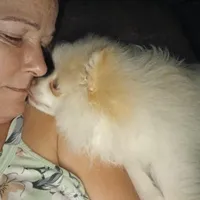 Stetson AKC boy, a male Pomeranian for sale in Uvalda, GA – Photo 6 of 6