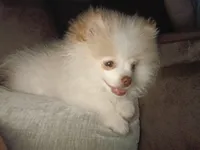 Stetson AKC boy, a male Pomeranian for sale in Uvalda, GA – Photo 1 of 5