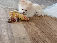 Stetson AKC boy, a male Pomeranian for sale in Uvalda, GA – Photo 2 of 6