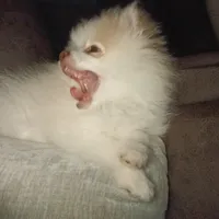 Stetson AKC boy, a male Pomeranian for sale in Uvalda, GA – Photo 5 of 6