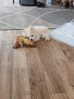 Stetson AKC boy, a male Pomeranian for sale in Uvalda, GA – Photo 3 of 6