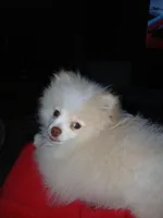 Stetson AKC boy, a male Pomeranian for sale in Uvalda, GA – Photo 4 of 5