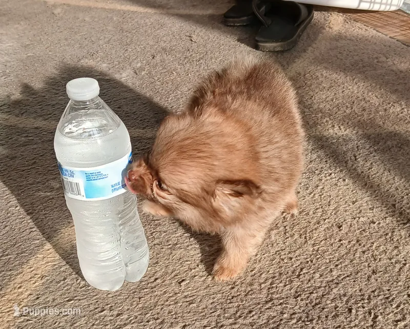 Olivia-ckc girl – Pomeranian puppy for sale in Uvalda, GA