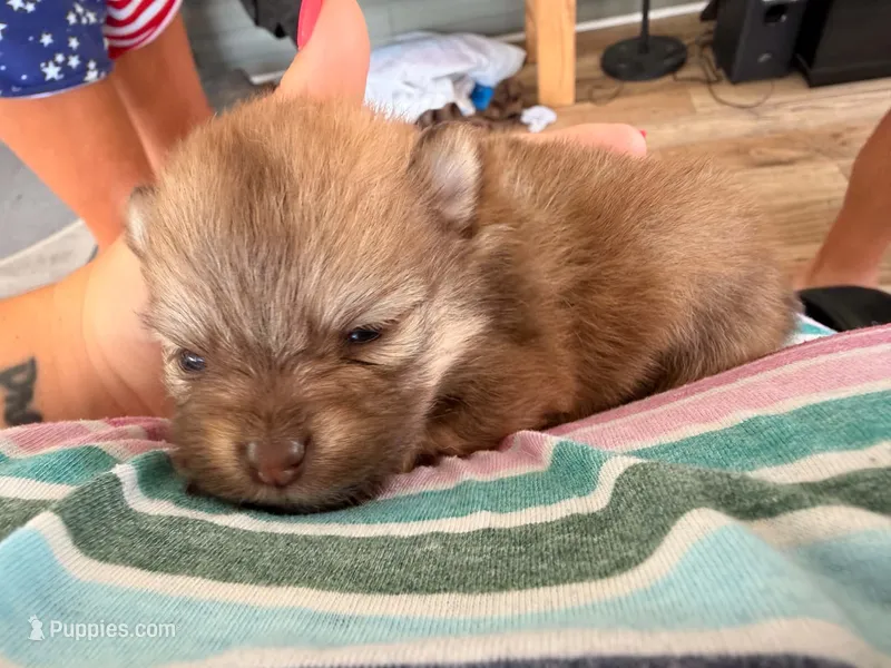 Amanda- ckc girl – Pomeranian puppy on hold in Uvalda, GA