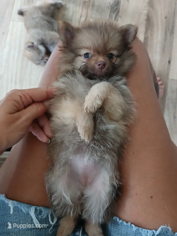 Olivia-ckc girl – Pomeranian puppy for sale in Uvalda, GA