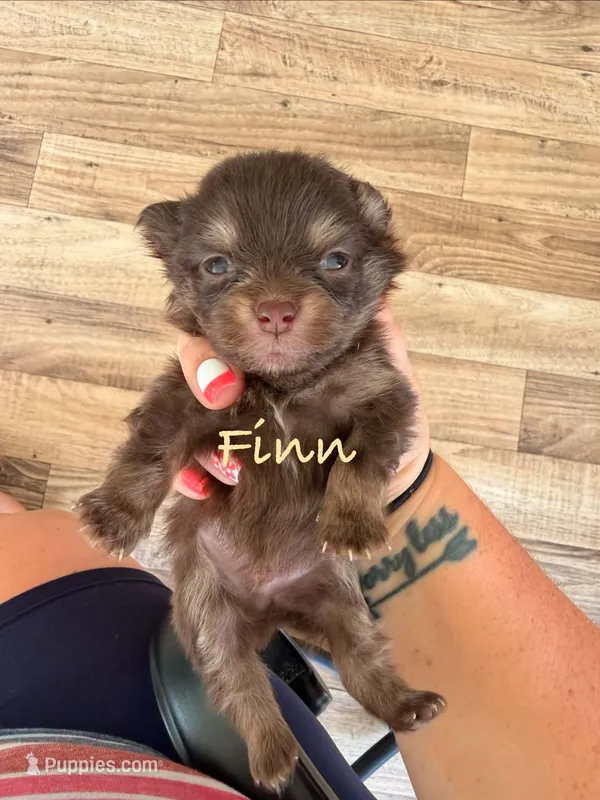 Finn-ckc boy  – Pomeranian puppy for sale in Uvalda, GA