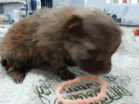 Olivia-ckc girl, a female Pomeranian for sale in Uvalda, GA – 5 of 5