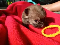 Munch-ckc boy, a male Pomeranian for sale in Uvalda, GA – 2 of 4