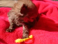 Munch-ckc boy, a male Pomeranian for sale in Uvalda, GA – 4 of 4