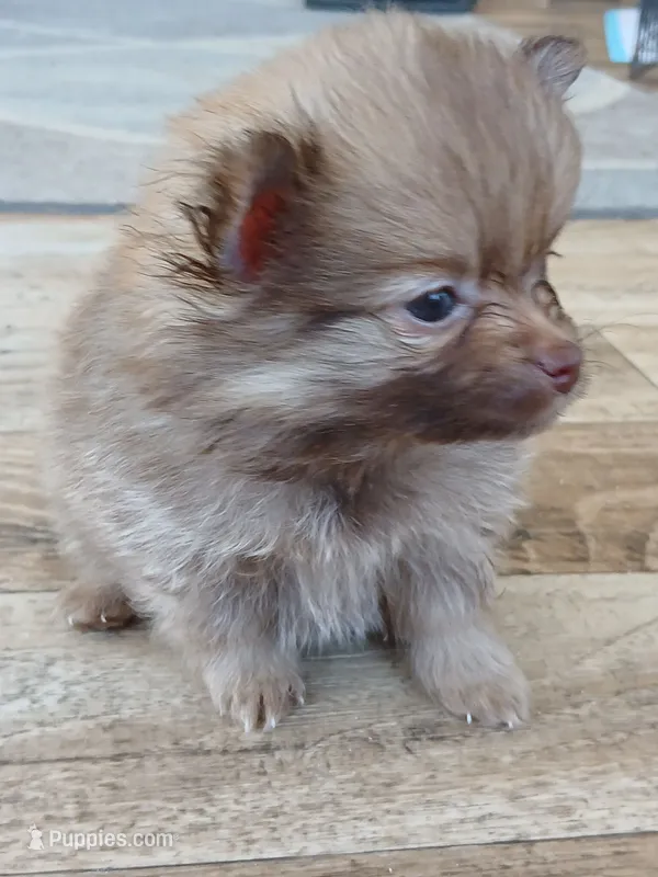 Olivia-ckc girl – Pomeranian puppy for sale in Uvalda, GA