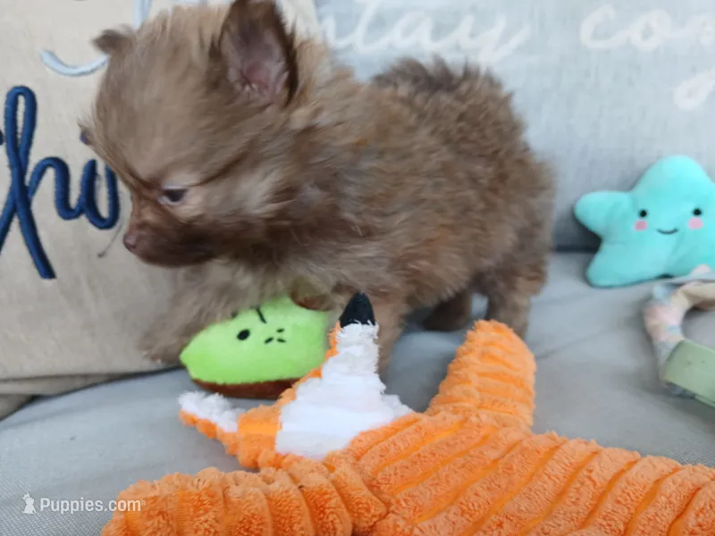 Olivia-ckc girl – Pomeranian puppy for sale in Uvalda, GA