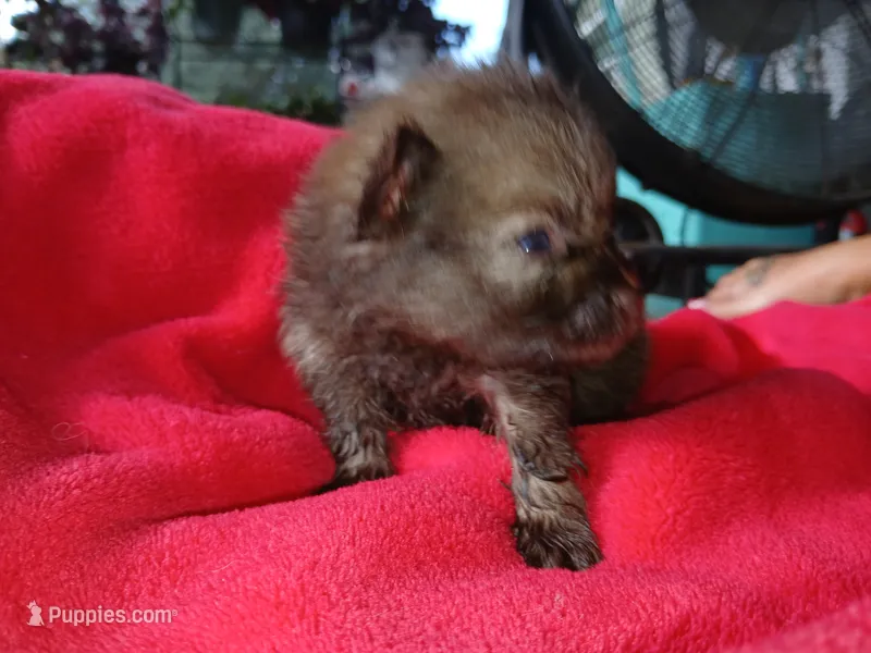 Stabler - ckc boy – Pomeranian puppy for sale in Uvalda, GA