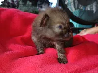 Stabler - ckc boy, a male Pomeranian for sale in Uvalda, GA – 1 of 5