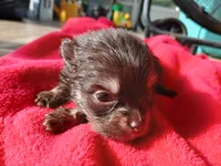 Finn-ckc boy , a male Pomeranian for sale in Uvalda, GA – 2 of 4