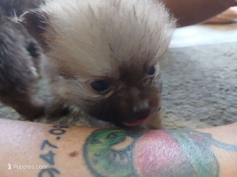 Munch-Tiny CKC boy – Pomeranian puppy for sale in Uvalda, GA