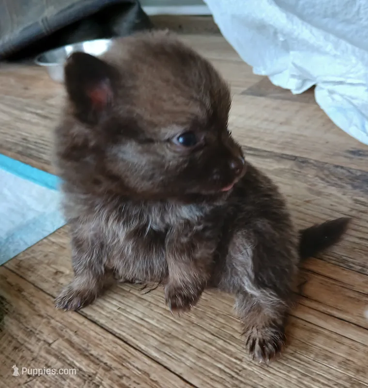 Stabler - ckc boy – Pomeranian puppy for sale in Uvalda, GA