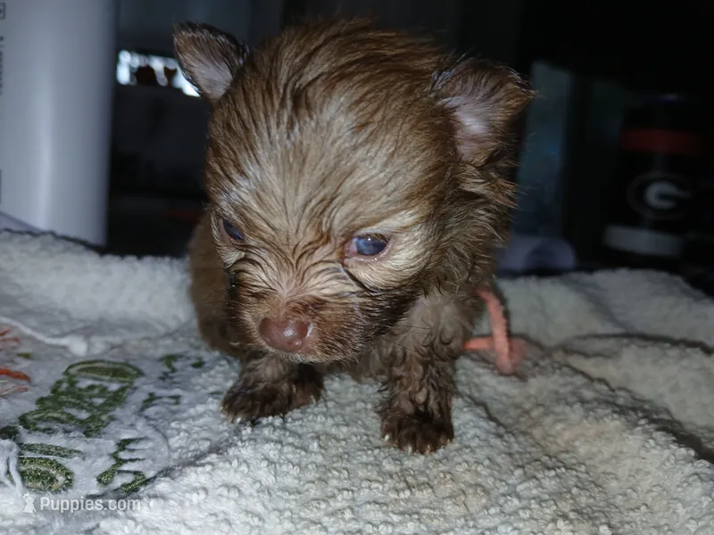 Olivia-ckc girl – Pomeranian puppy for sale in Uvalda, GA